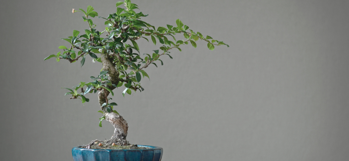 bonsai exhibition event at melbourne in 2024